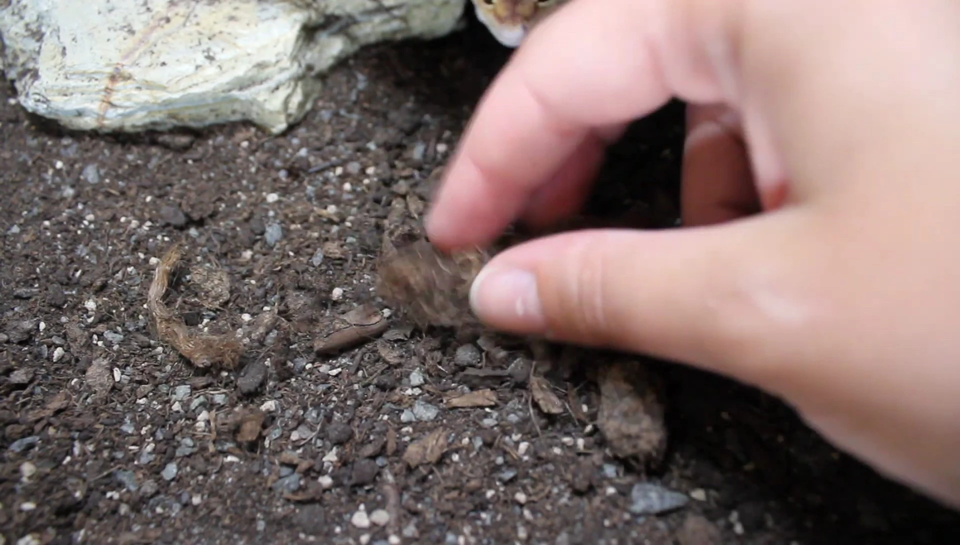 Close-up of the volcanic rock particles in the substrate.