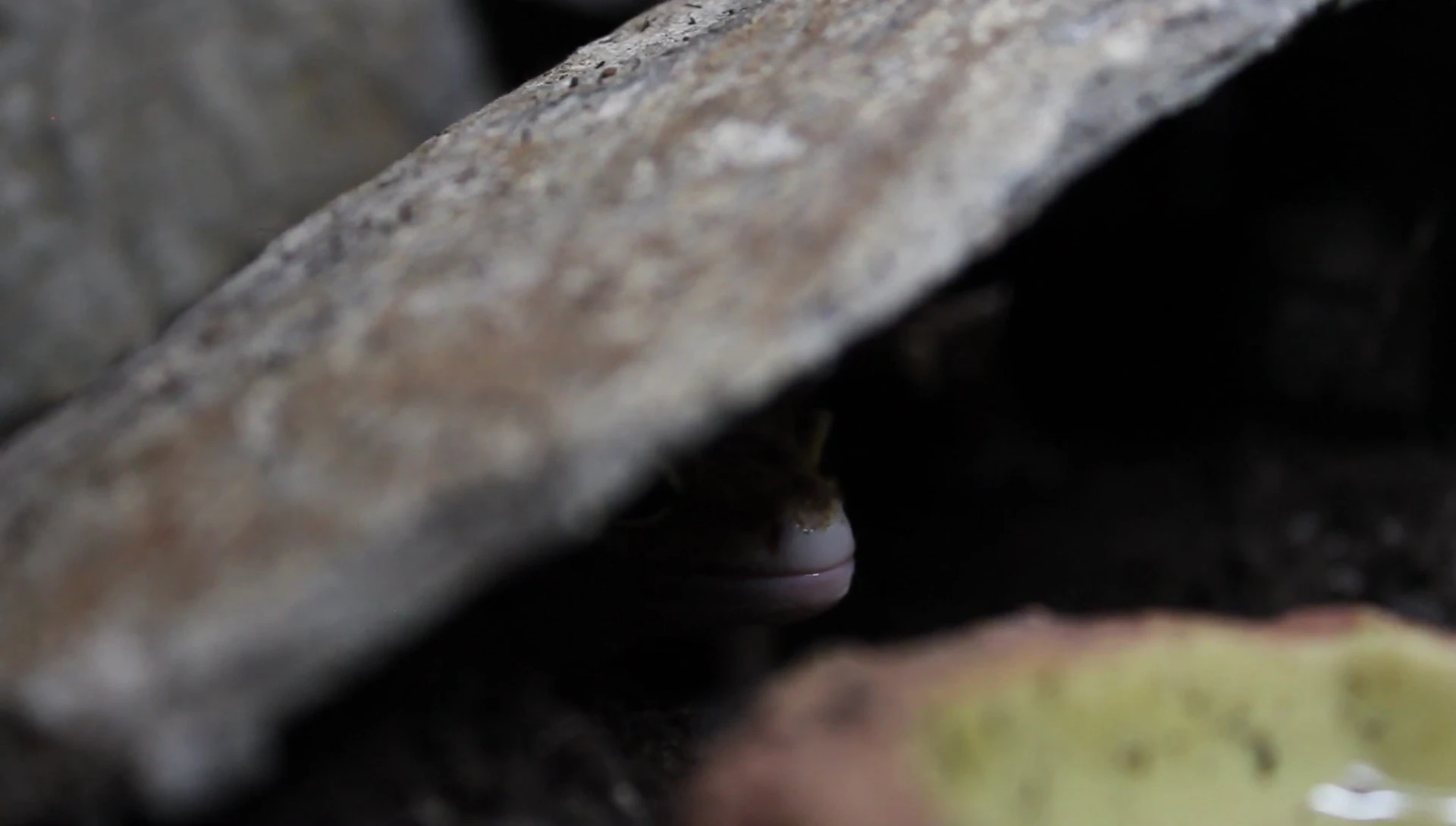 The leopard gecko in its enclosure, highlighting its comfortable demeanor.