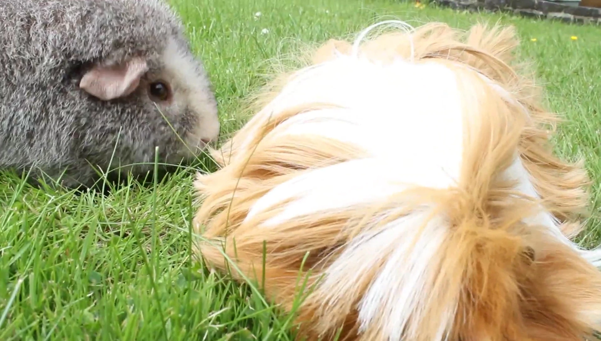 Guinea pig grazing on grass, showcasing incidental ingestion of soil.