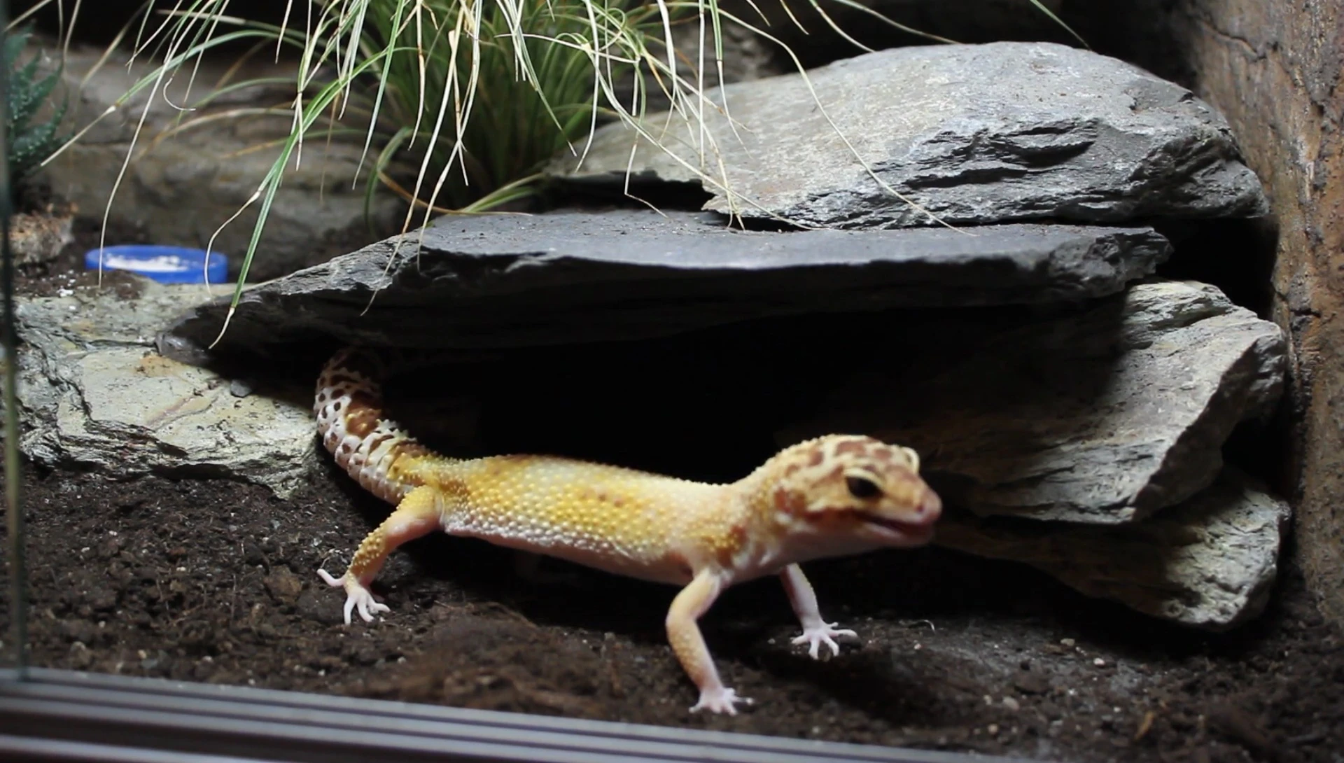 Close-up of leopard gecko consuming insects and possibly substrate particles.