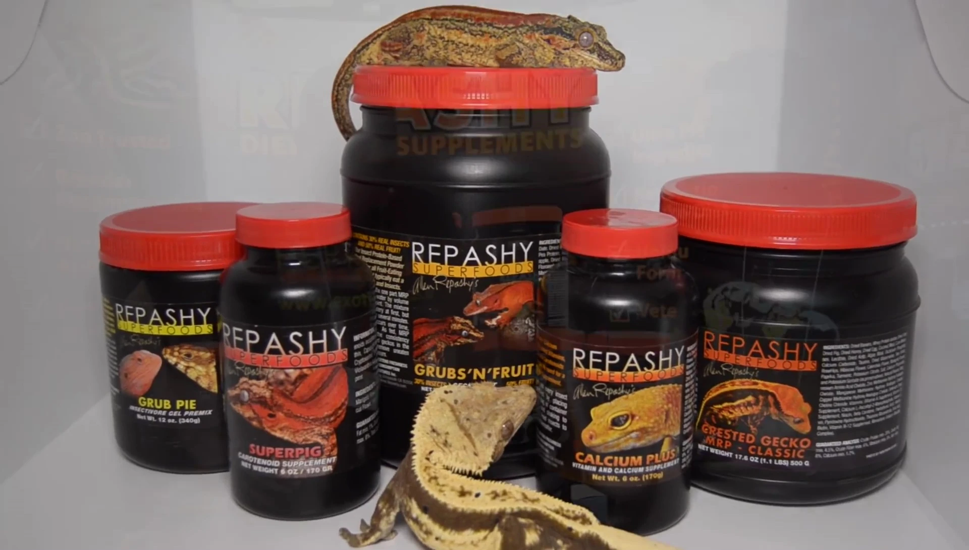 Speaker discussing Repashy's variety of crested gecko diets