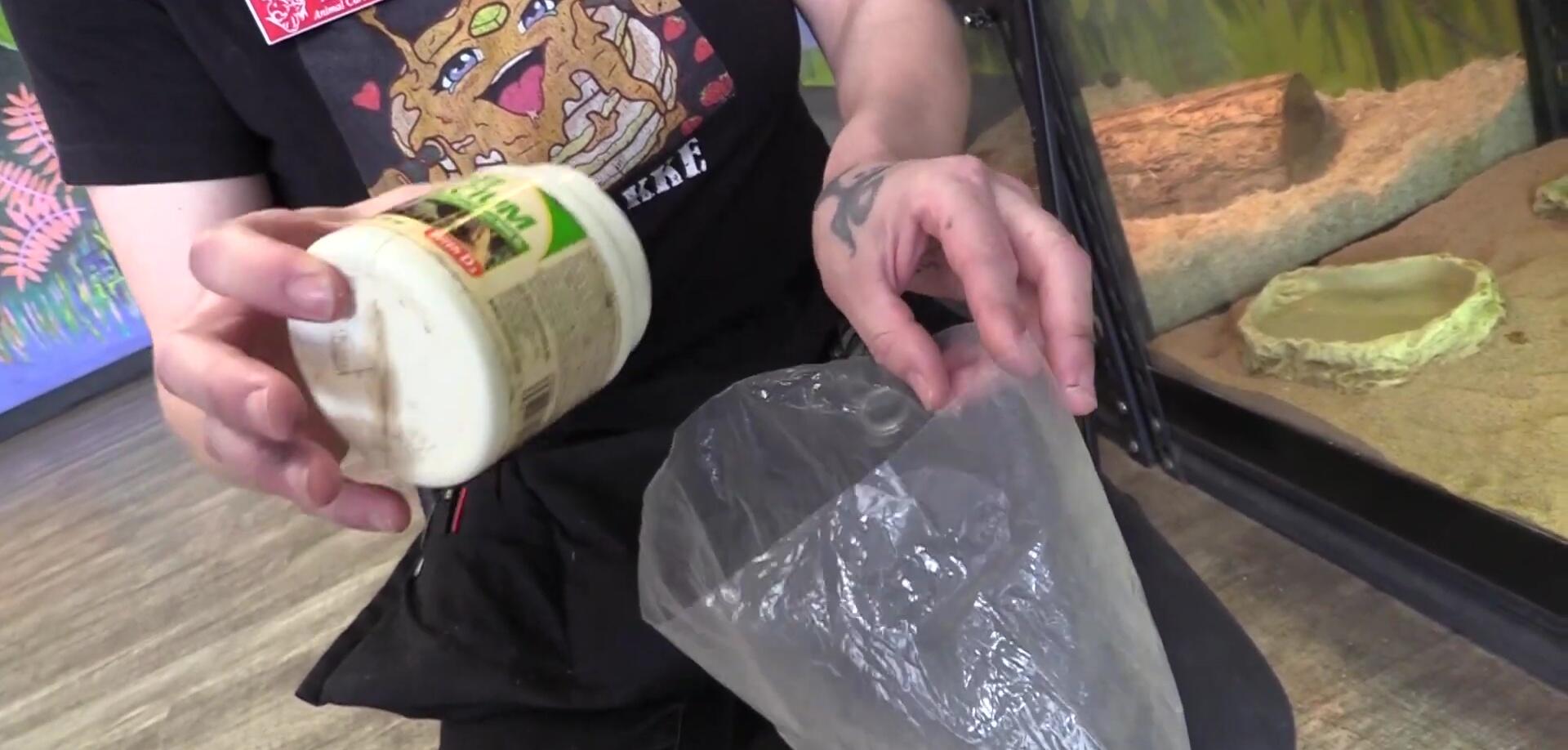 Hand dusting insects with calcium powder
