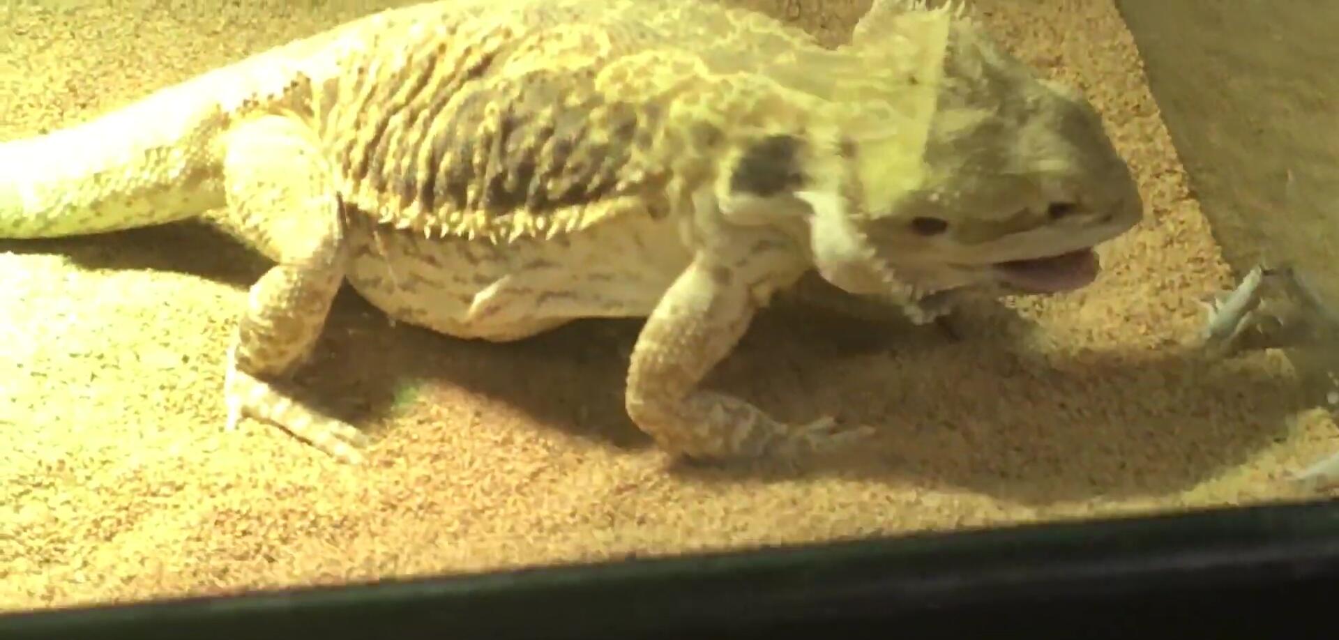 Example of a diurnal reptile like a bearded dragon