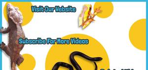 Reptile Vitamins & Calcium: Preventing Overdosing and Nutritional Needs