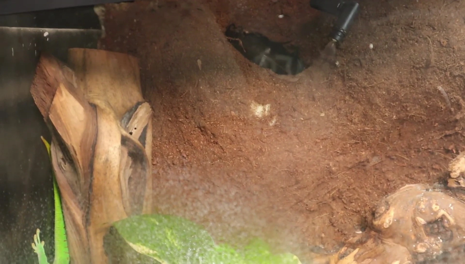 Close-up showing the misting effect on the terrarium.