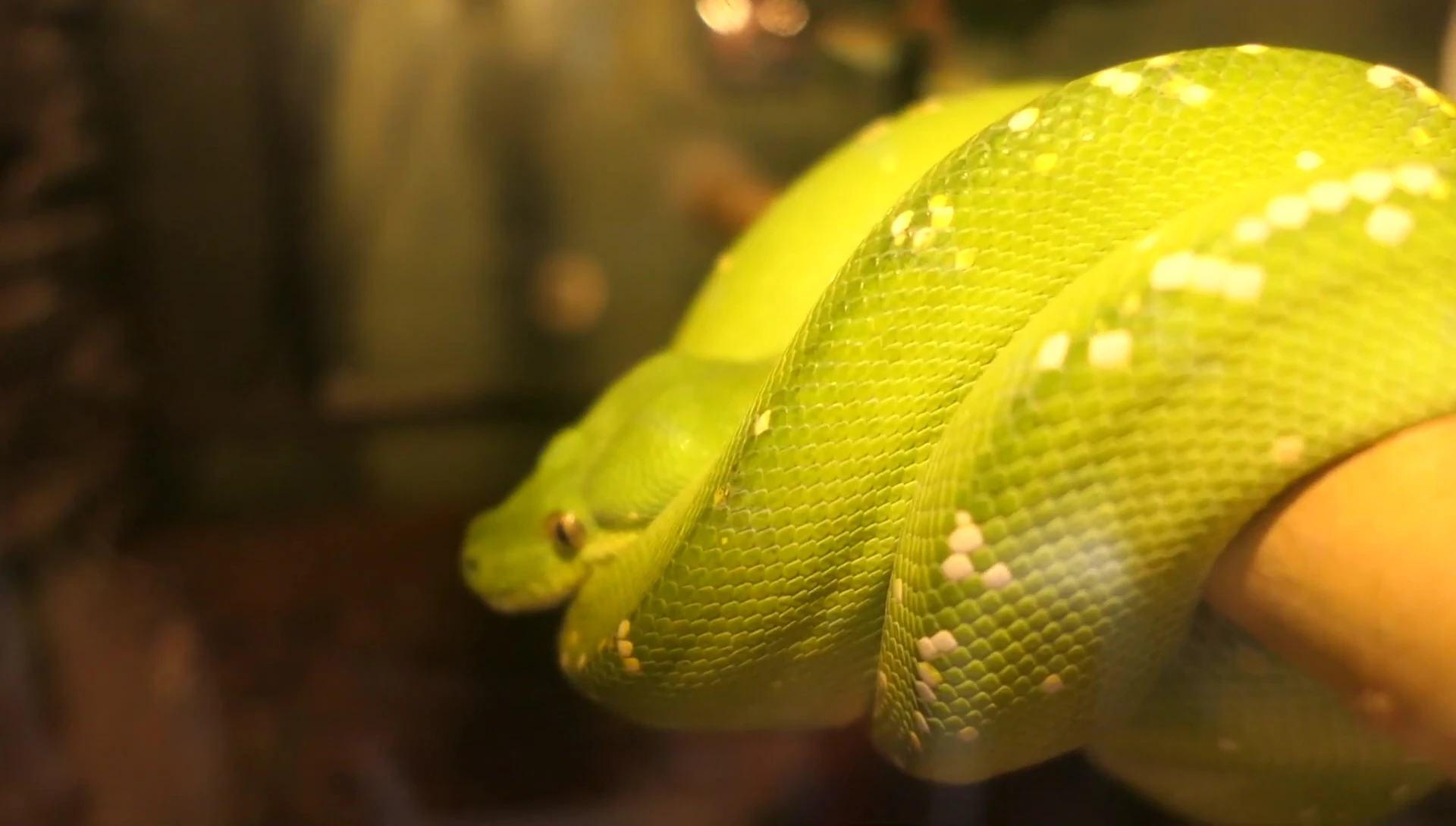 A picture of Flynn, the green tree python.