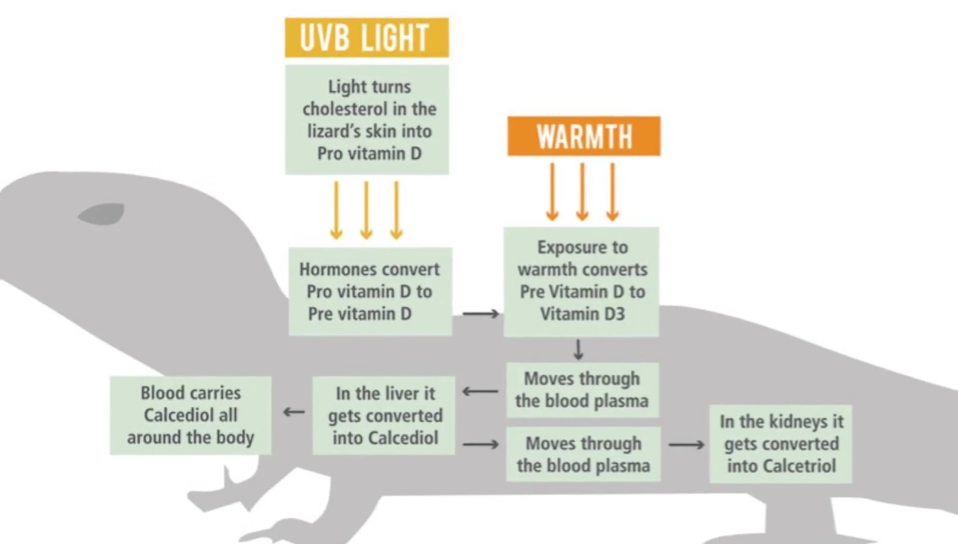 Image showing the impact of magnesium on muscle and nerve function.