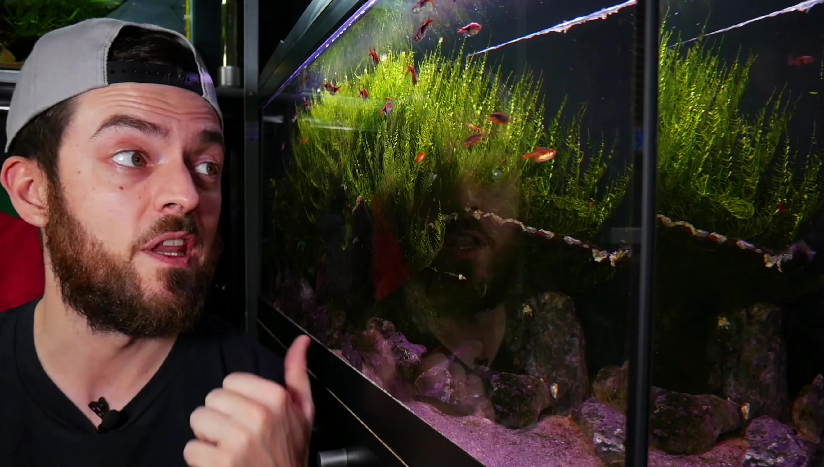 A bioactive setup shown in the video.