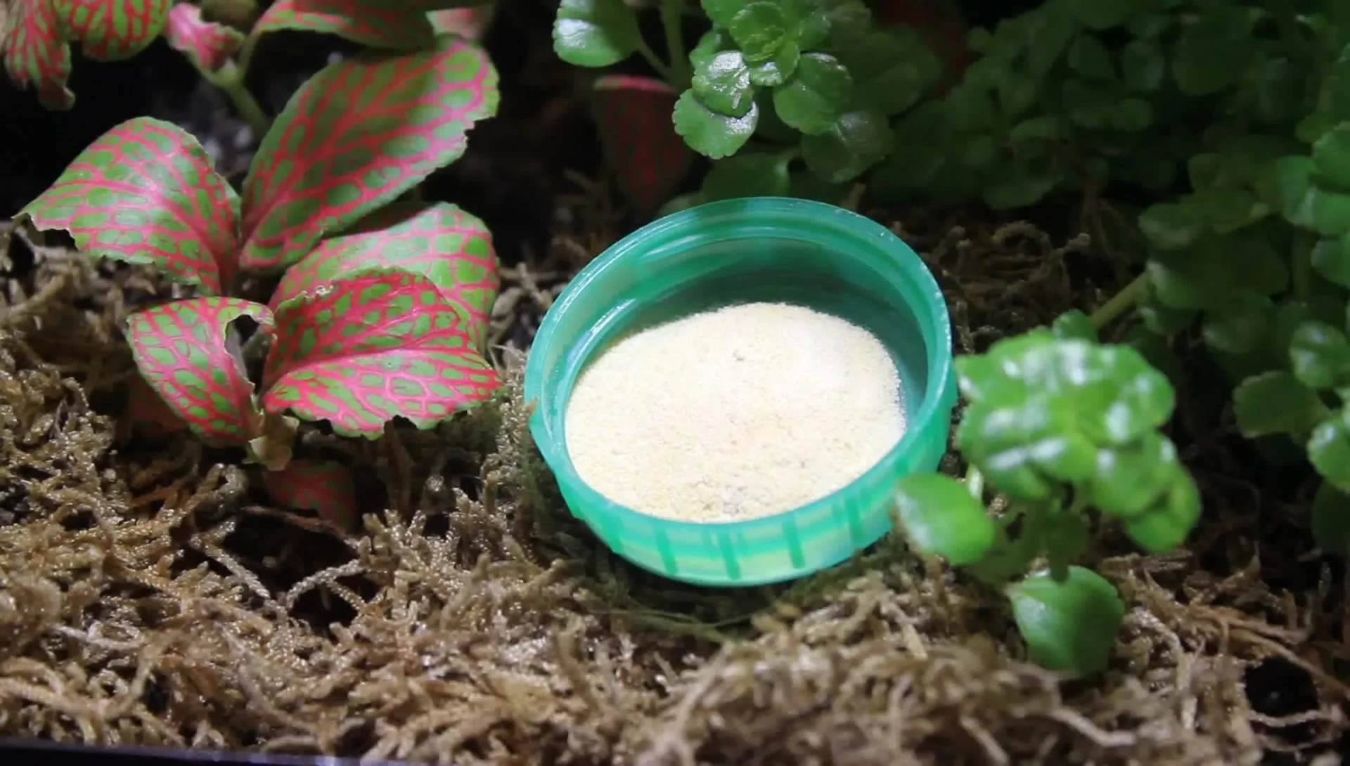 Adding Repti Gold capsule contents to a bowl of Pangea crested gecko food.