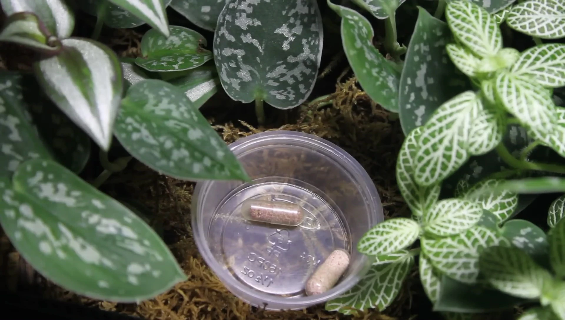 Comparing a fresh and an older, slightly clumpy capsule of Repti Gold.