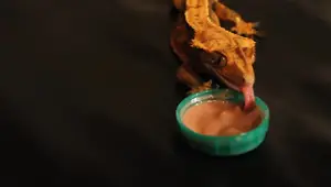 Arcadia EarthPro Repti Gold Review: A Comprehensive Guide for Crested Gecko Owners