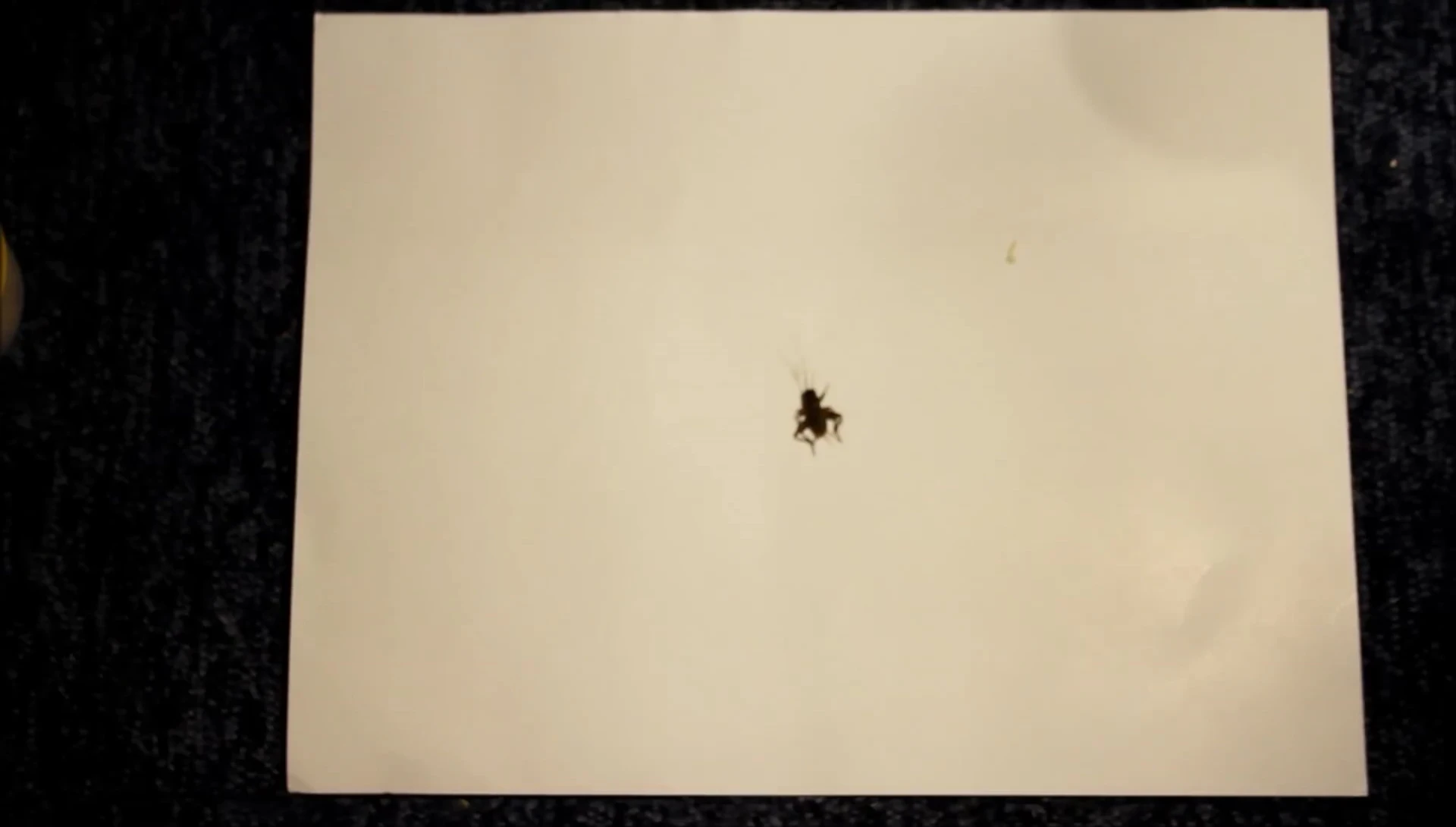 A warning about overfeeding crickets