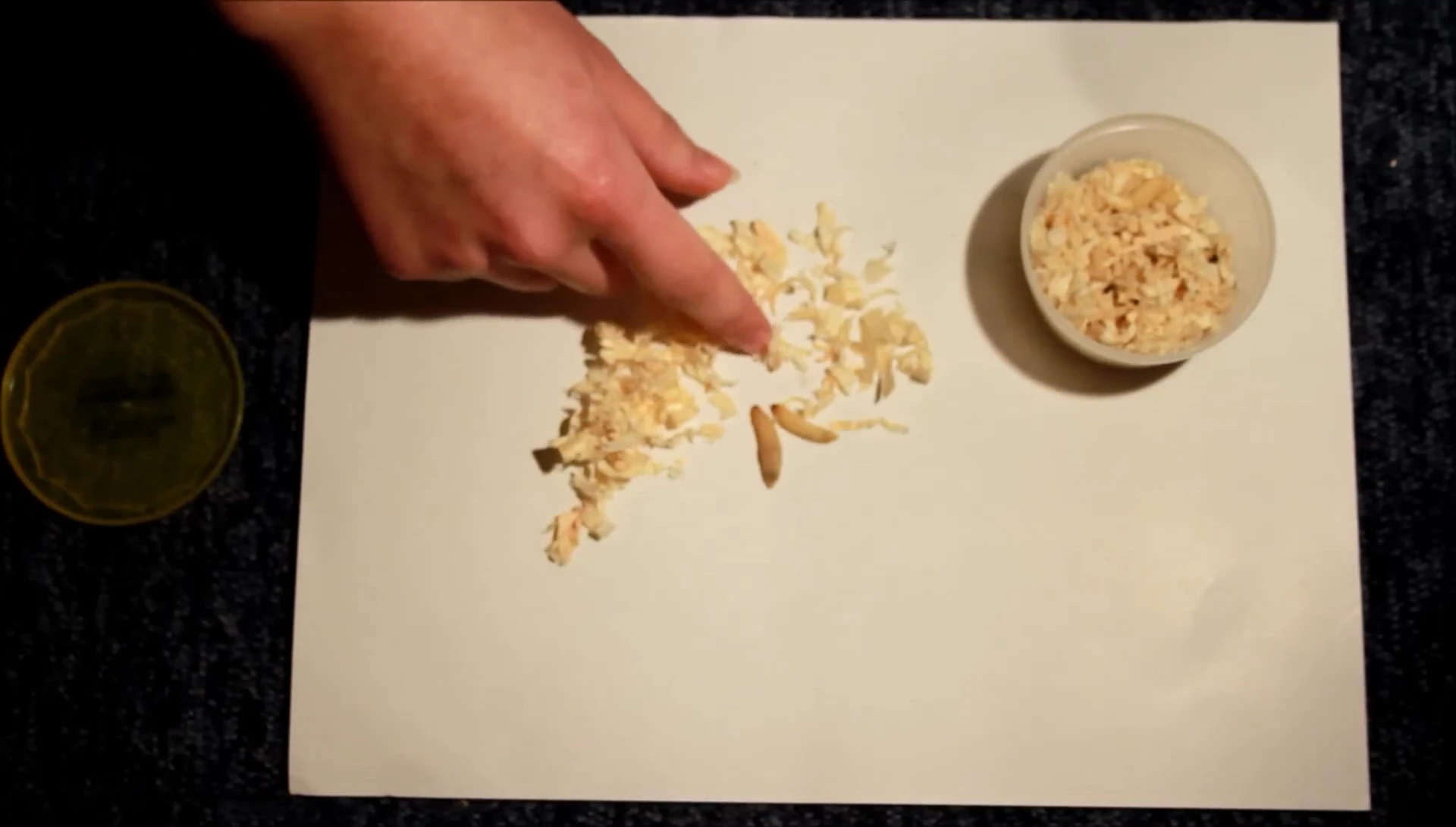 Warning about waxworms being high in fat.