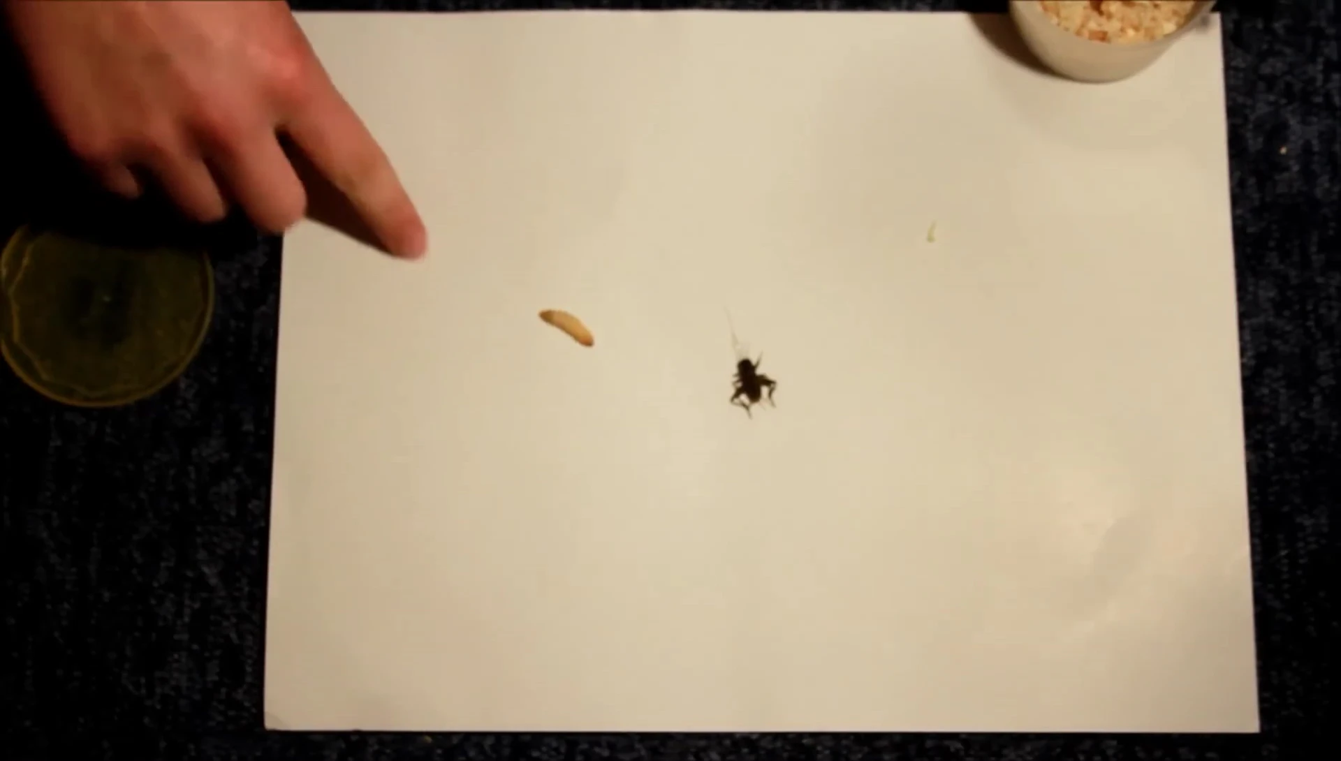 Mention of mealworms