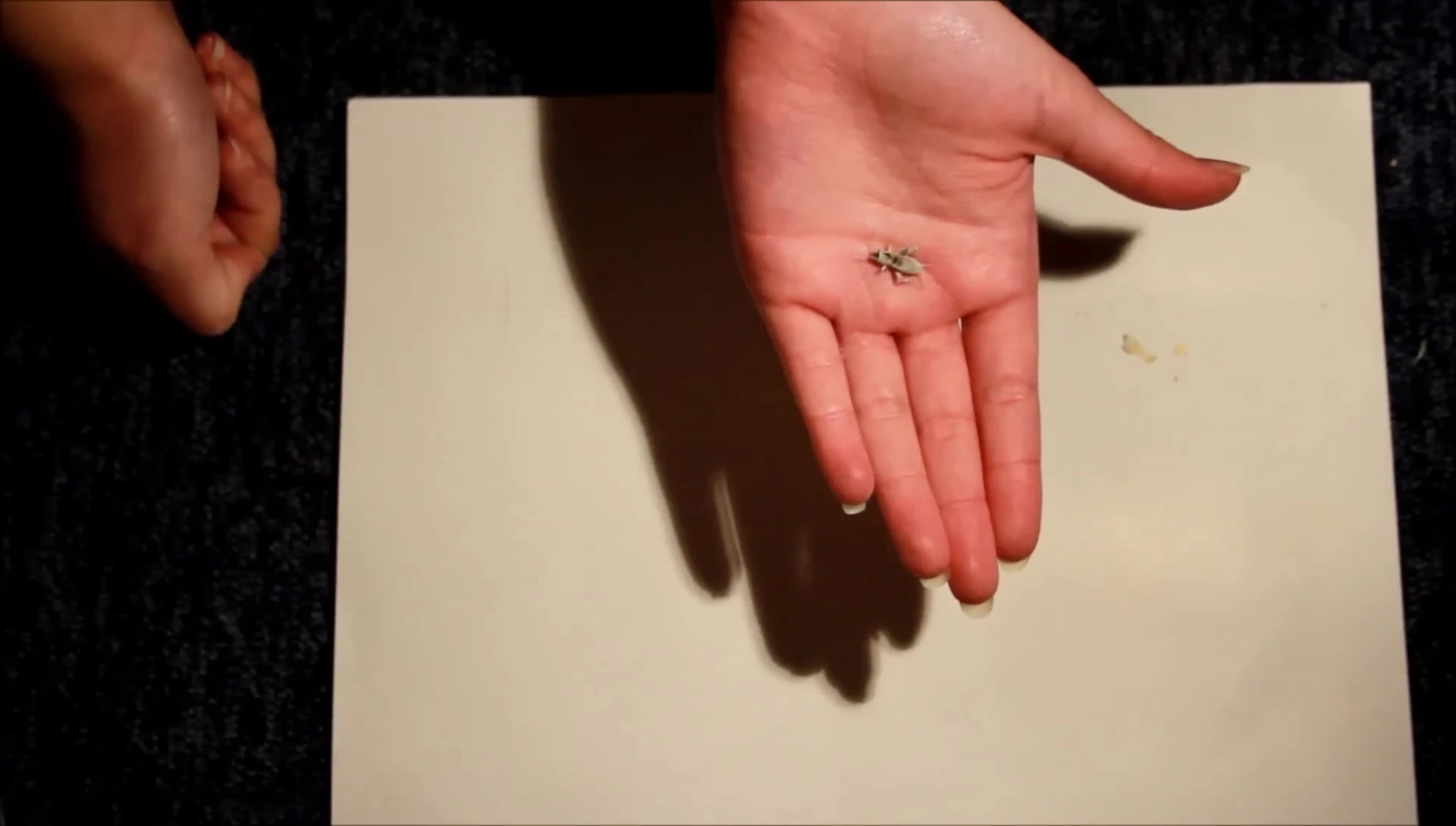 Mentioning Locusts as an alternative