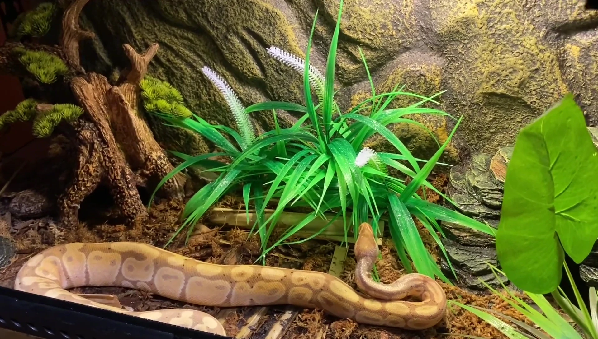 Terrarium after two weeks of use