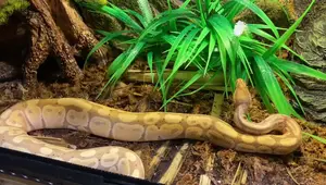 Moistenland Misting System Review: Affordable Reptile Terrarium Humidity Solution?