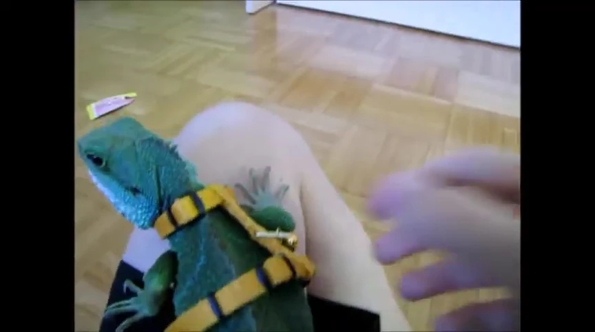 The harness on the water dragon.