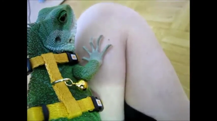 The water dragon with the harness and leash attached.