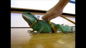 Adjustable Harness Review: Perfect for Water Dragons?