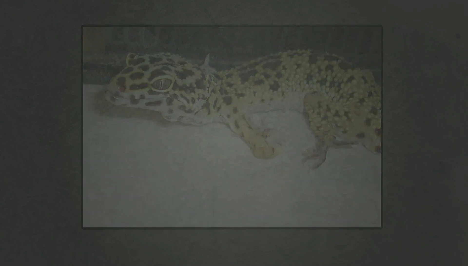 Overall shot of a healthy leopard gecko.