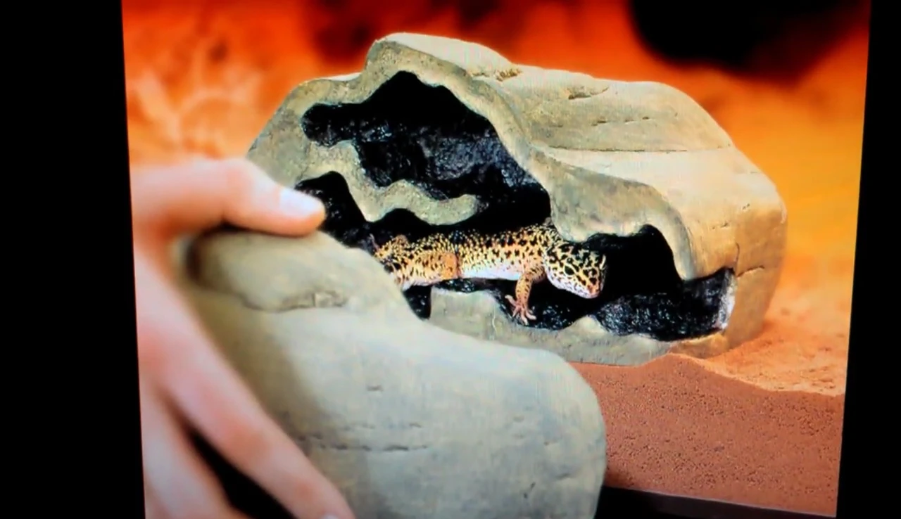 Dimensions of the small Exo Terra Reptile Den