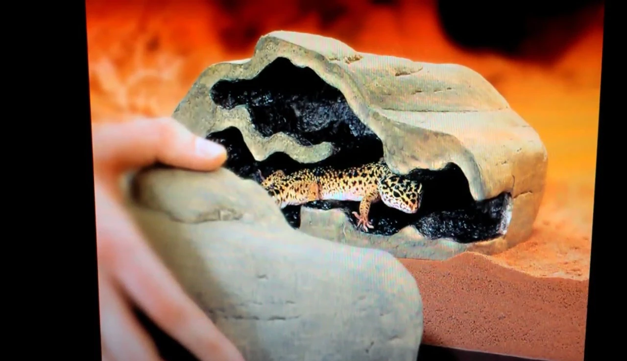 Dimensions of the medium Exo Terra Reptile Den