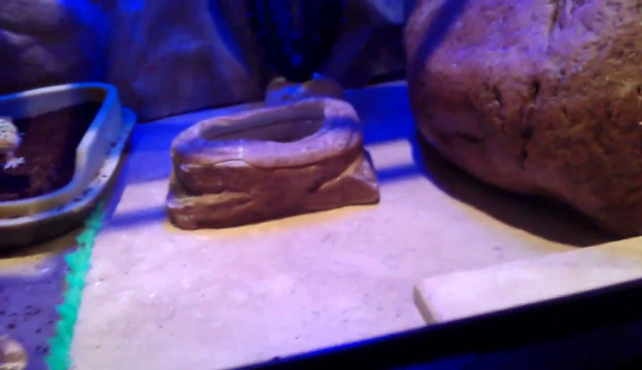 Leopard gecko inside the den