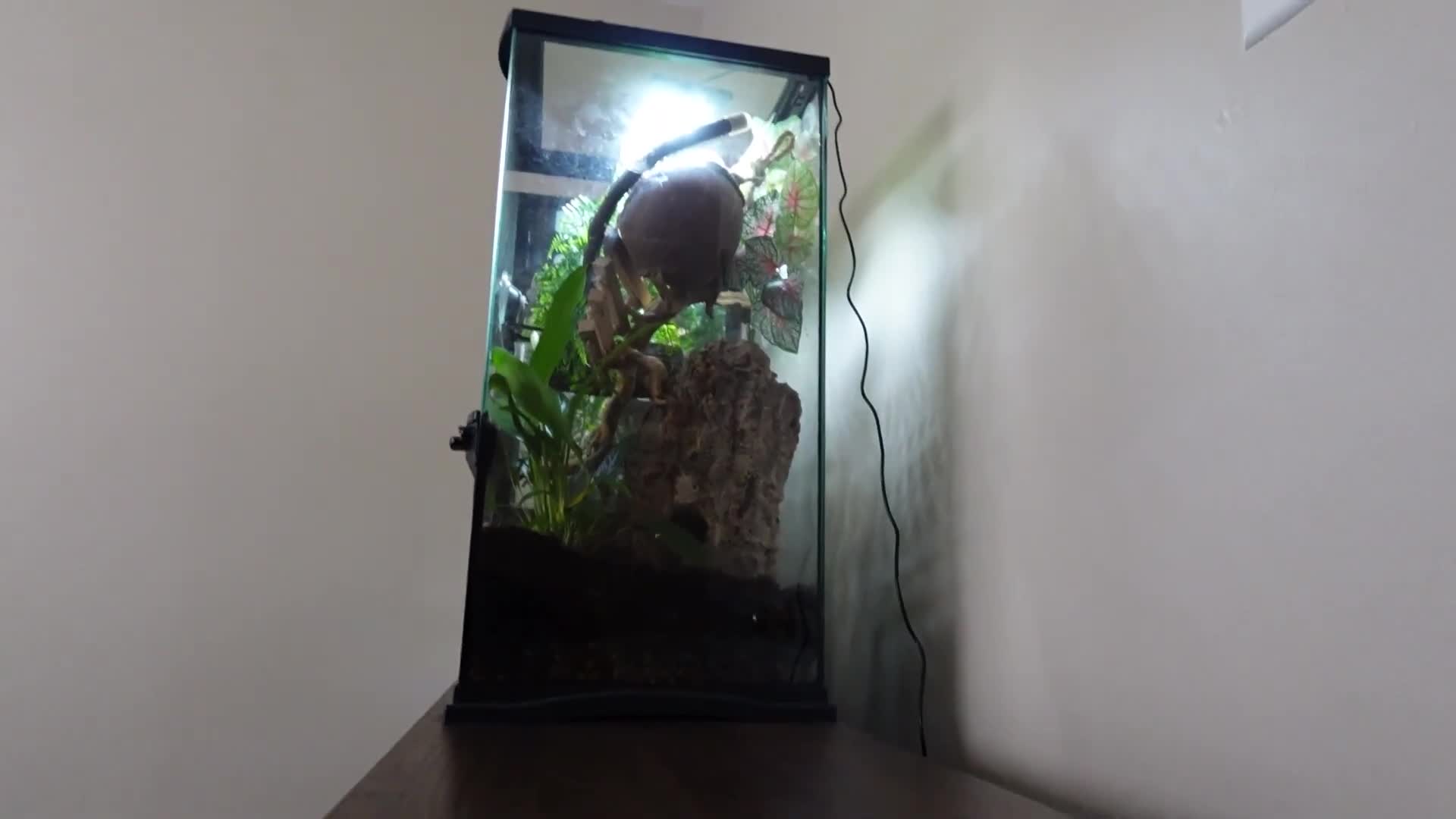 Crested Gecko Tanks connected to the power strip