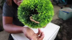 DIY Crested Gecko Hide: Affordable Moss Ball Habitat