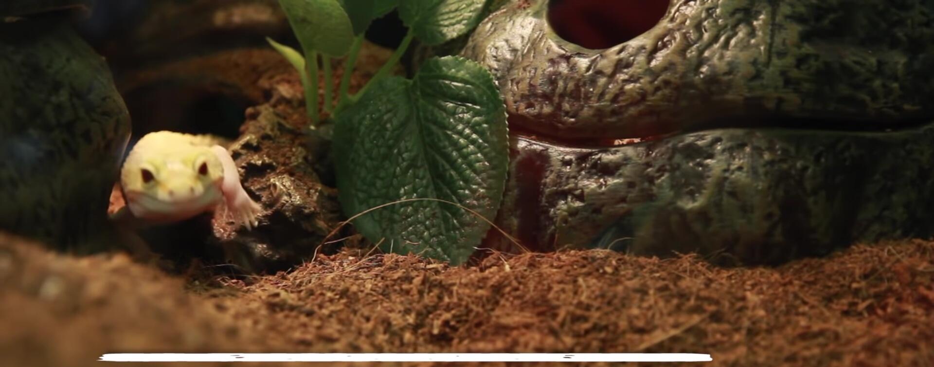 Paper towel substrate