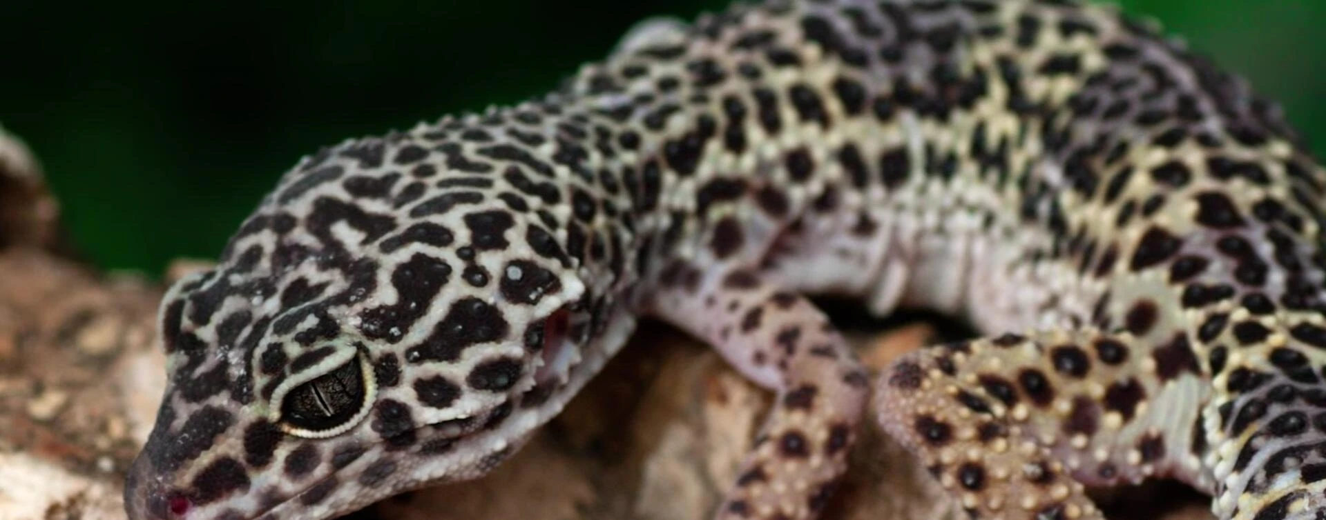 A 40-gallon terrarium, ideal for an adult leopard gecko