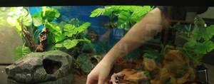 Leopard Gecko Terrarium Setup: A Complete Guide for Beginners