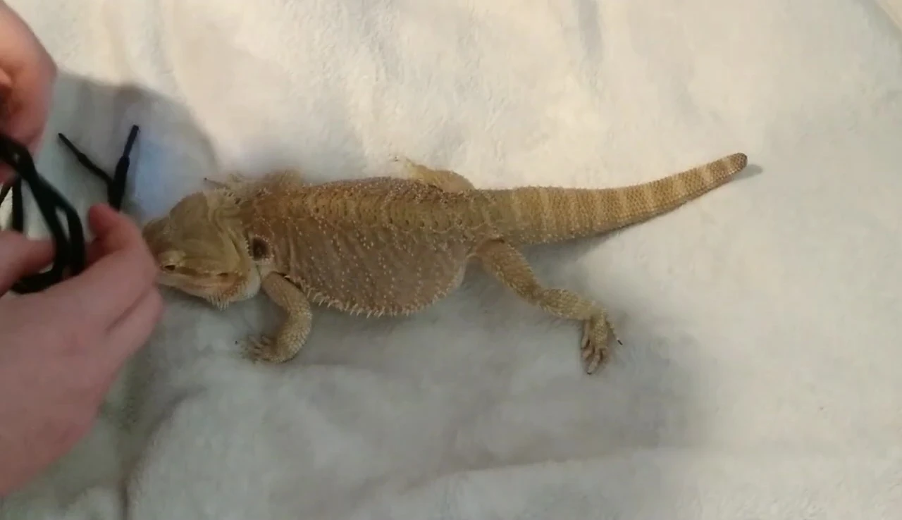 Putting the leash on the bearded dragon