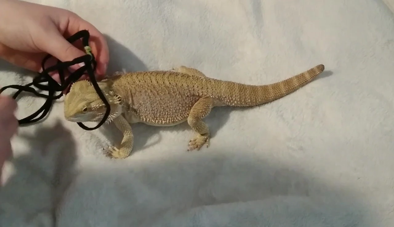Leash positioned on dragon's head and legs