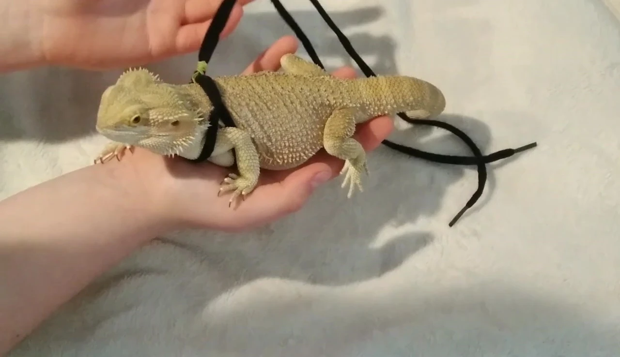 Final fit of the leash