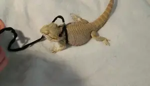 DIY Bearded Dragon Leash: A Simple & Safe Homemade Guide