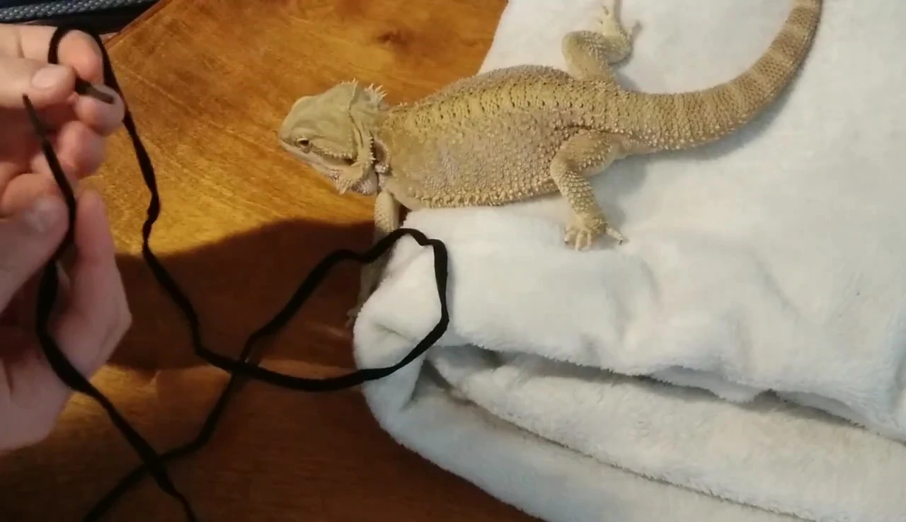Tying the shoelace ends together