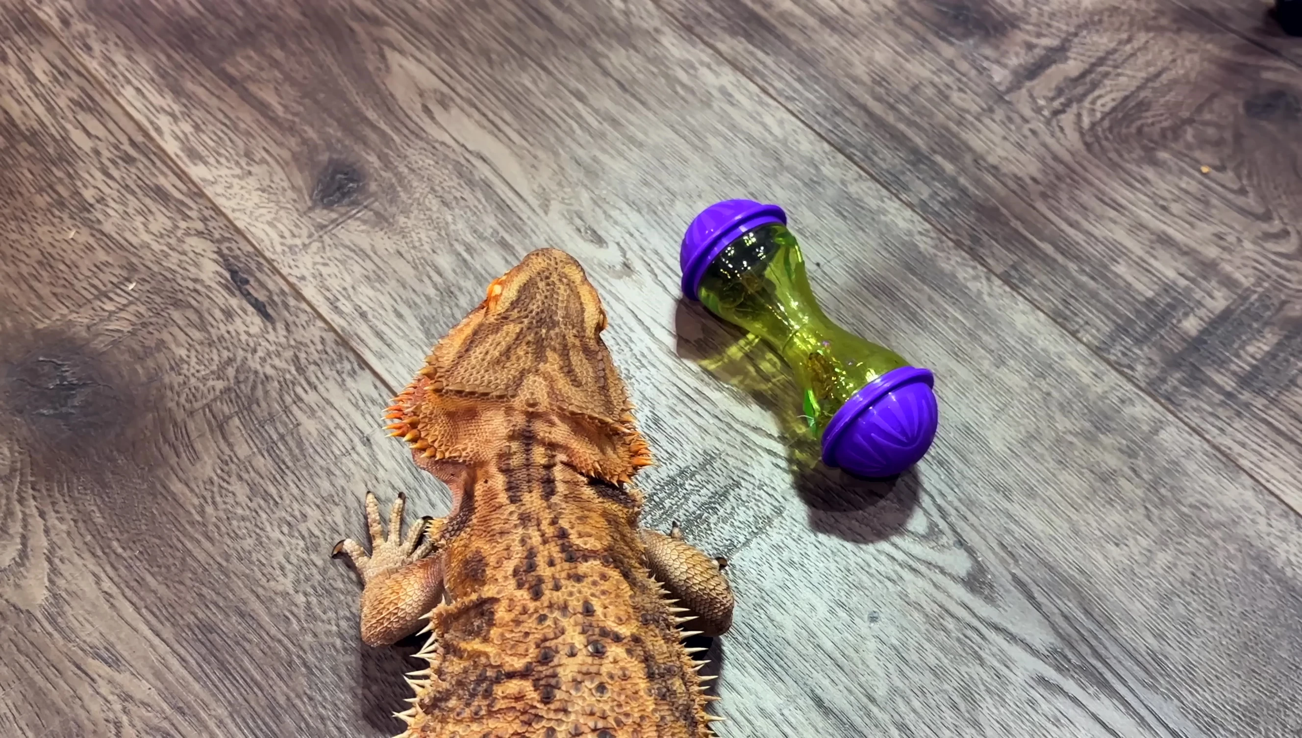 The toy inside the terrarium; not being used.