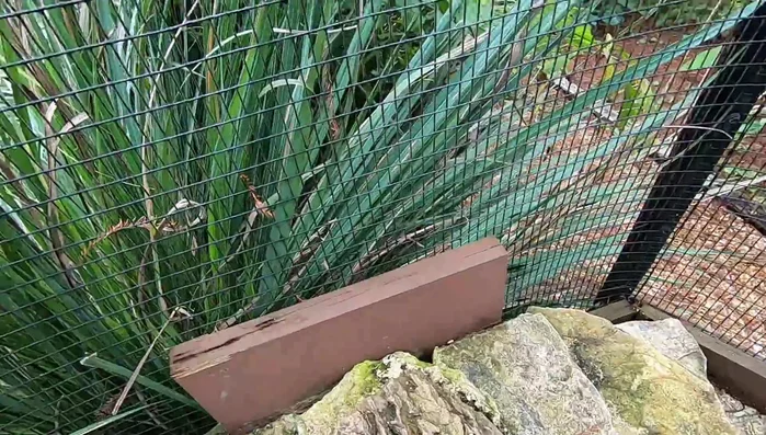 Remove rocks from around the enclosure's corrugated pipe cave.