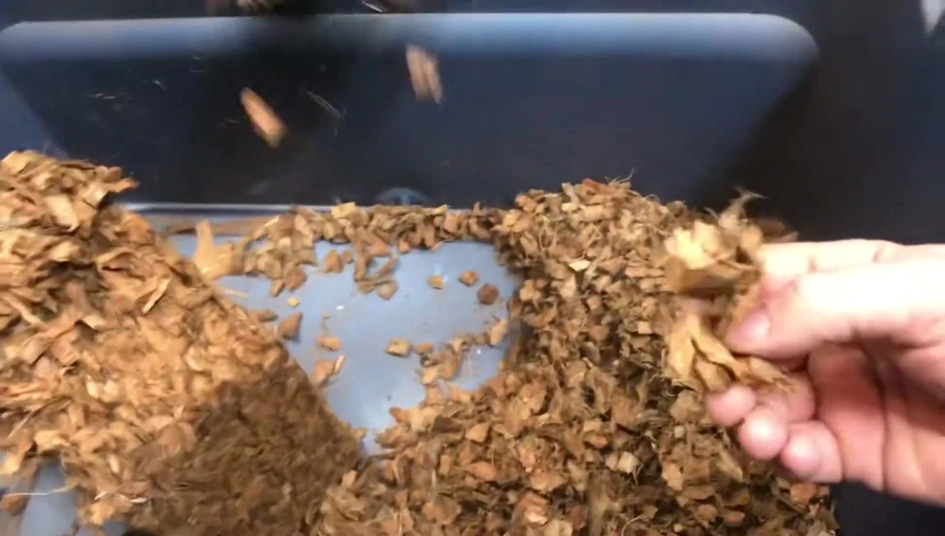 Close-up showing the texture and size of the coco chips.