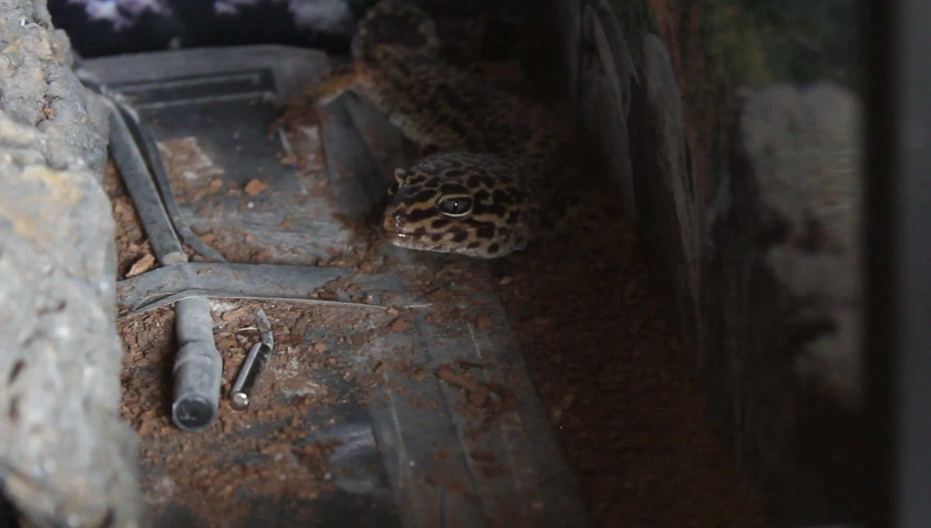 Image showing a young leopard gecko being fed.