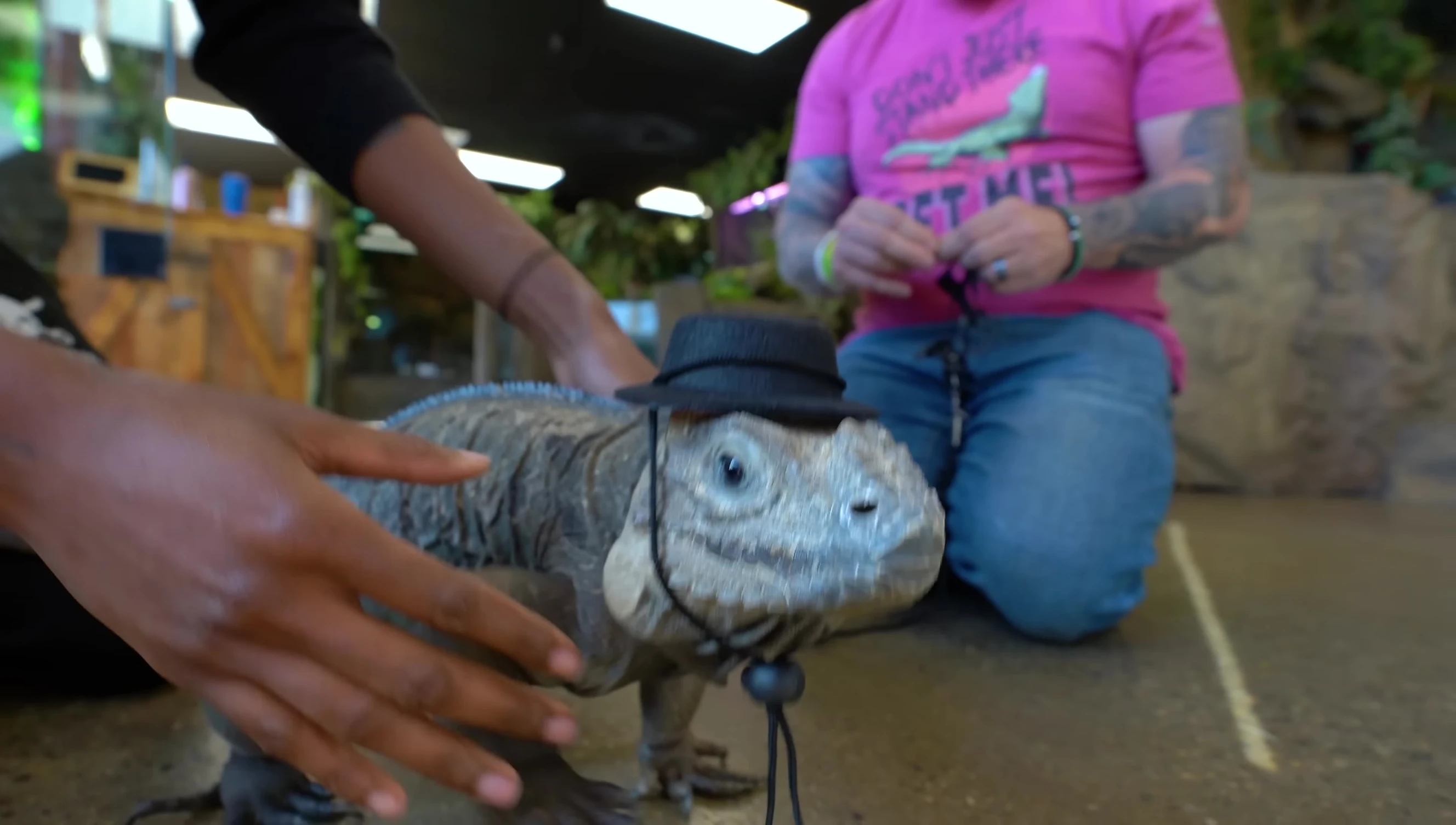 Bearded dragon wearing the harness and hat.