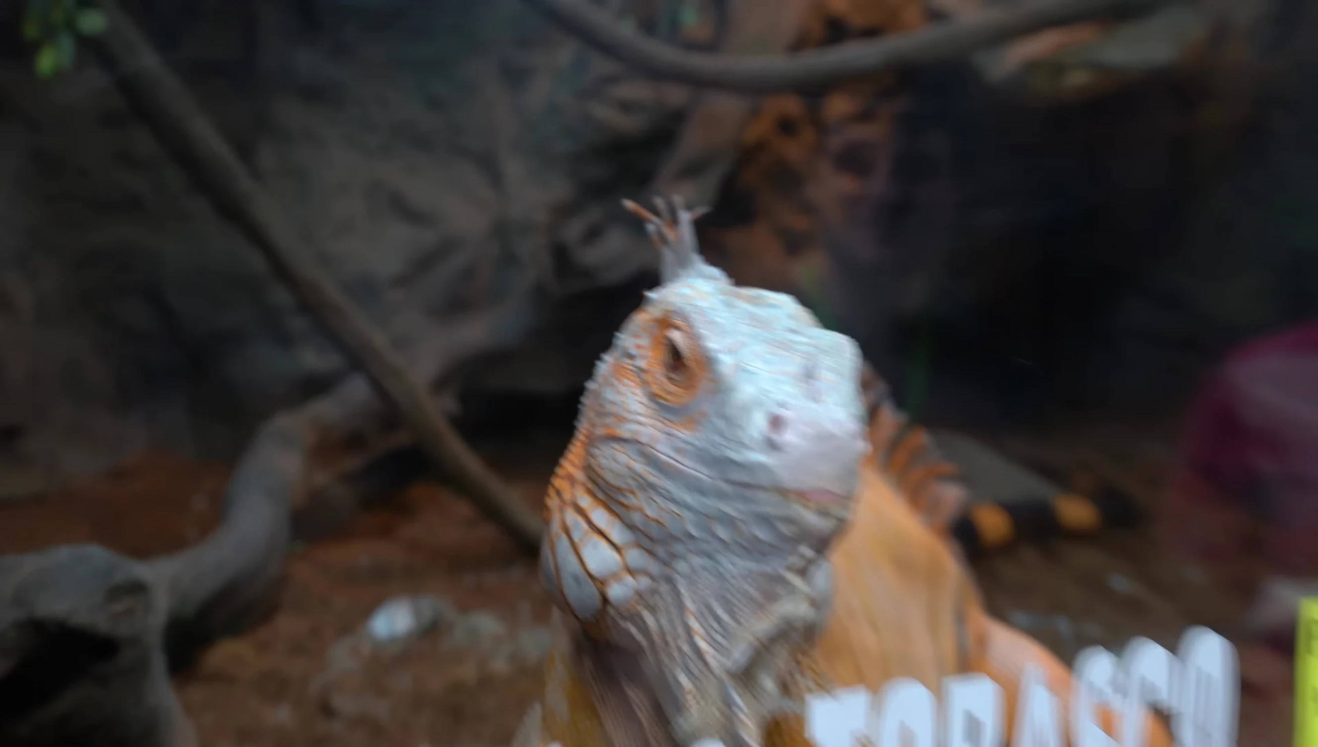 Lizard ignoring the suction cup balls.
