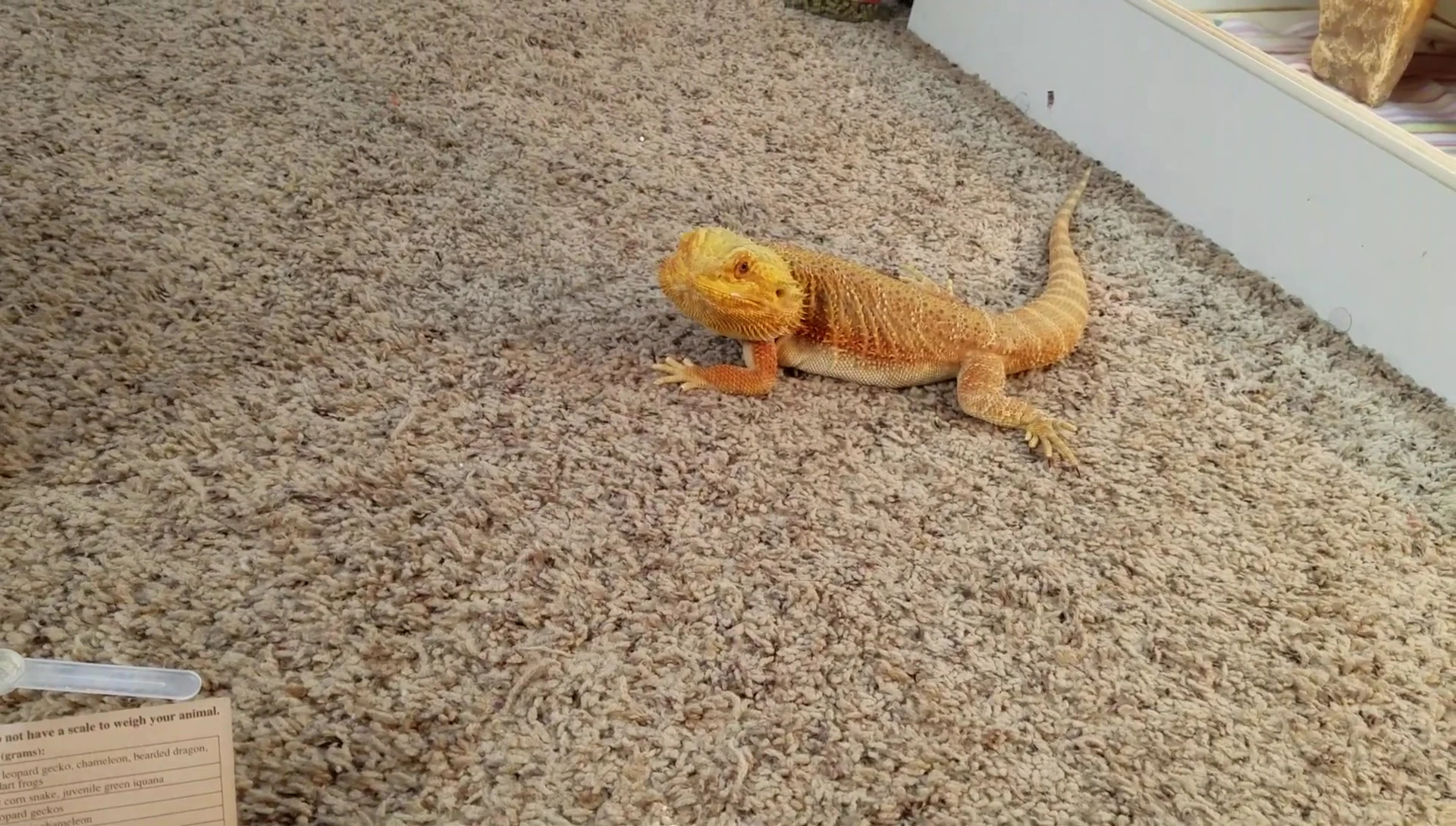The speaker showing the improved alertness of the bearded dragon