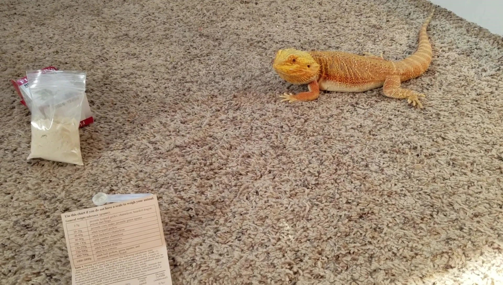 Final shot of the speaker and bearded dragon
