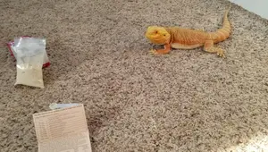 Repta-Boost Dosage Guide for Adult Bearded Dragons: A Comprehensive Review