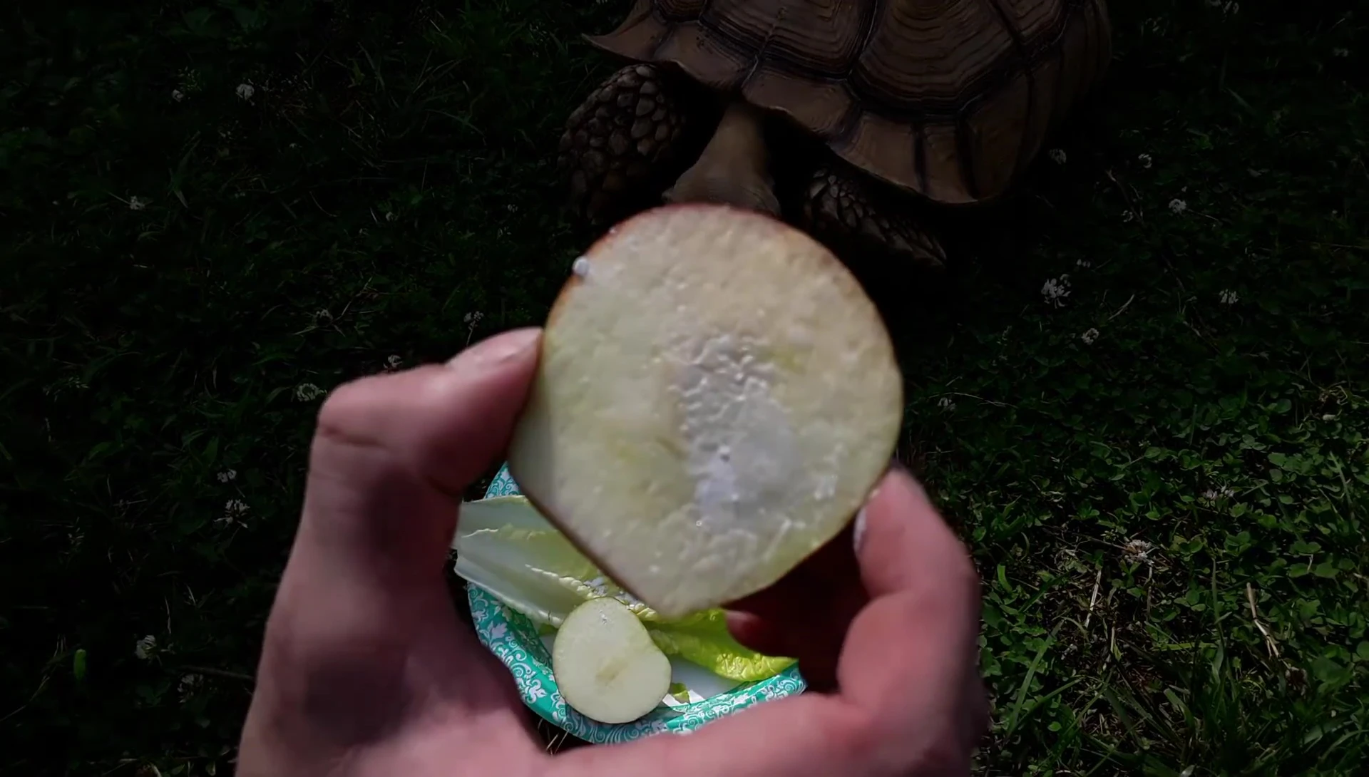 Demonstration of the calcium powder dissolving in water.