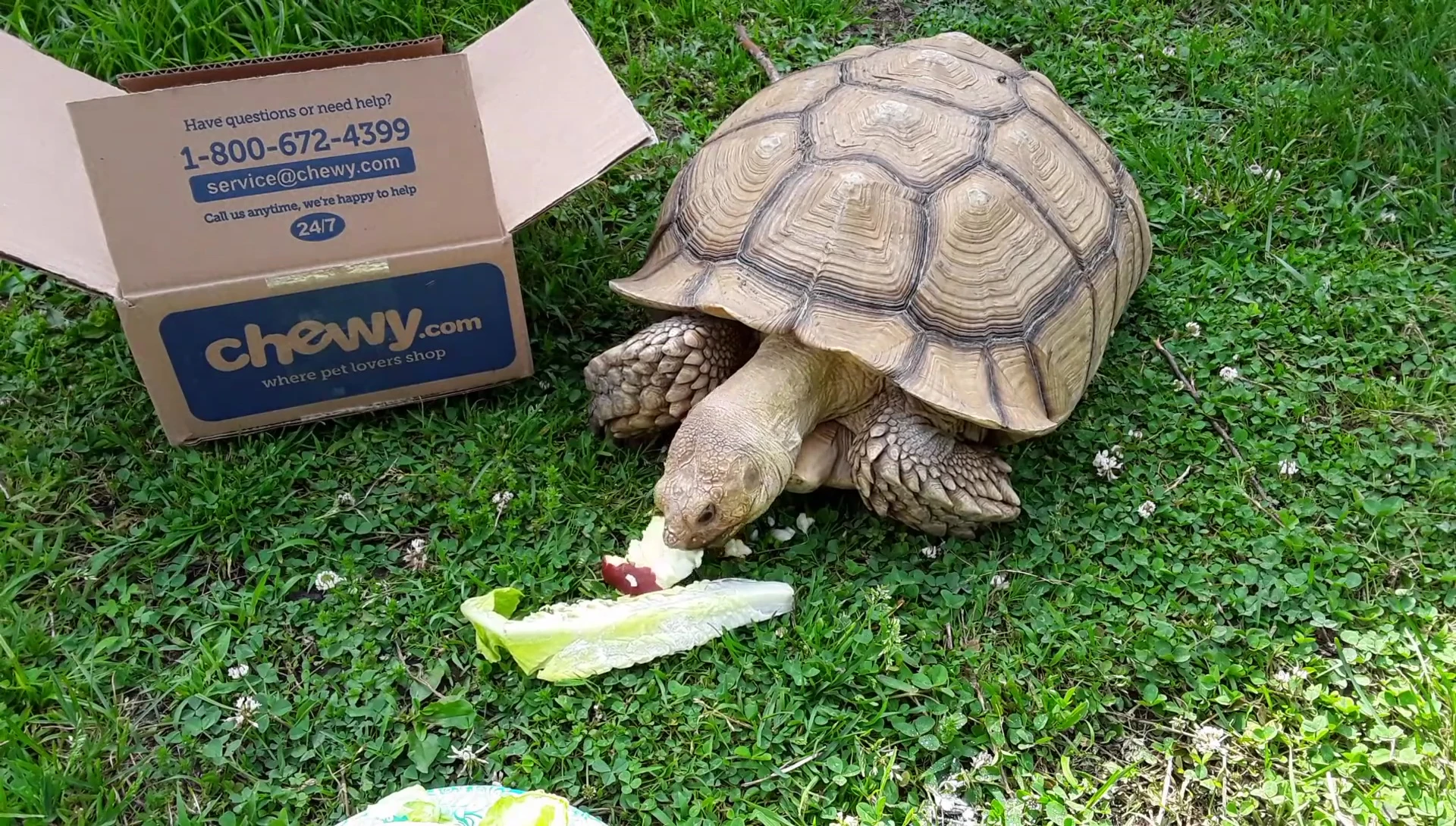 Showing romaine lettuce as a recommended food.