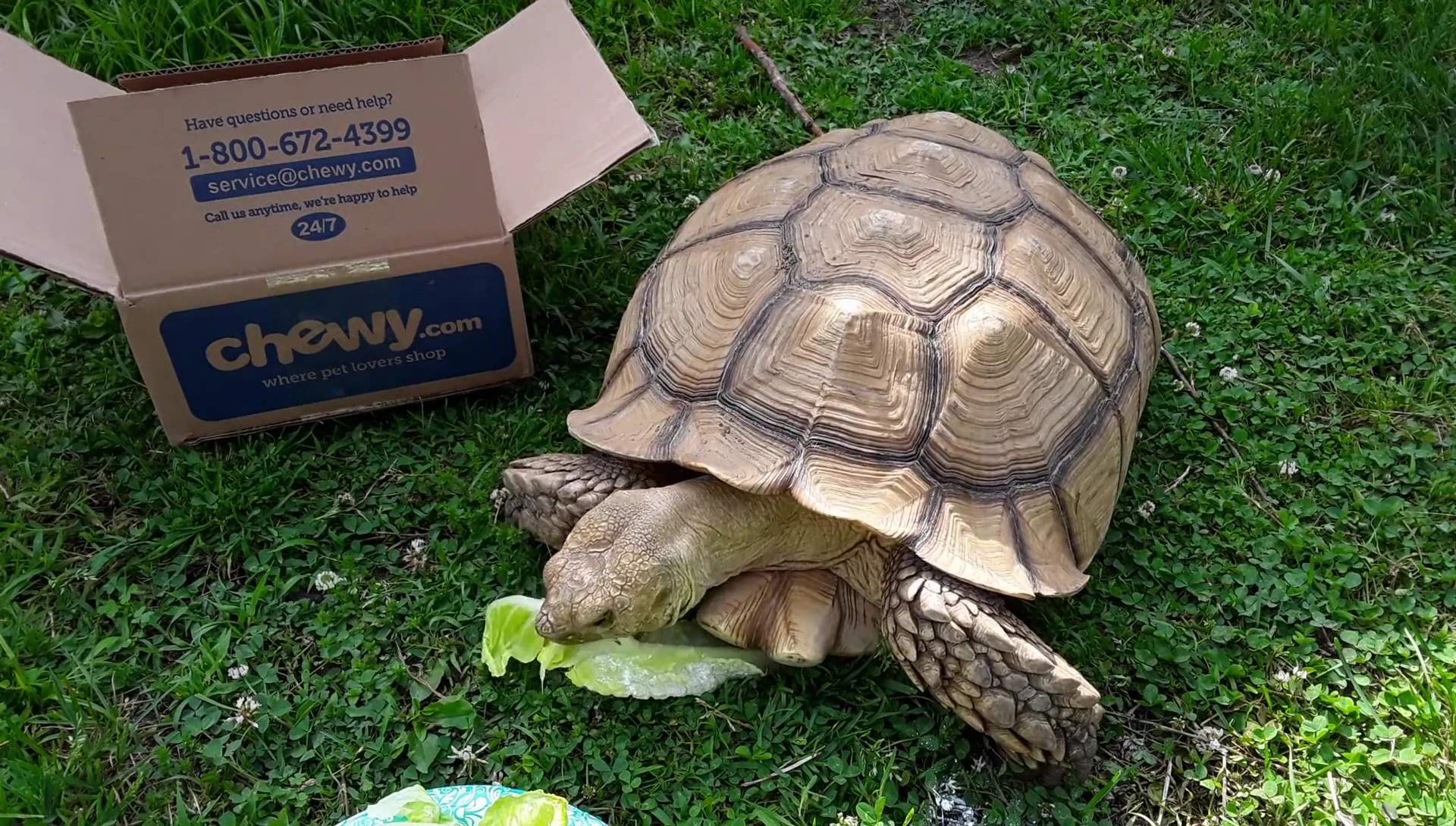 Tortoise eating an apple.